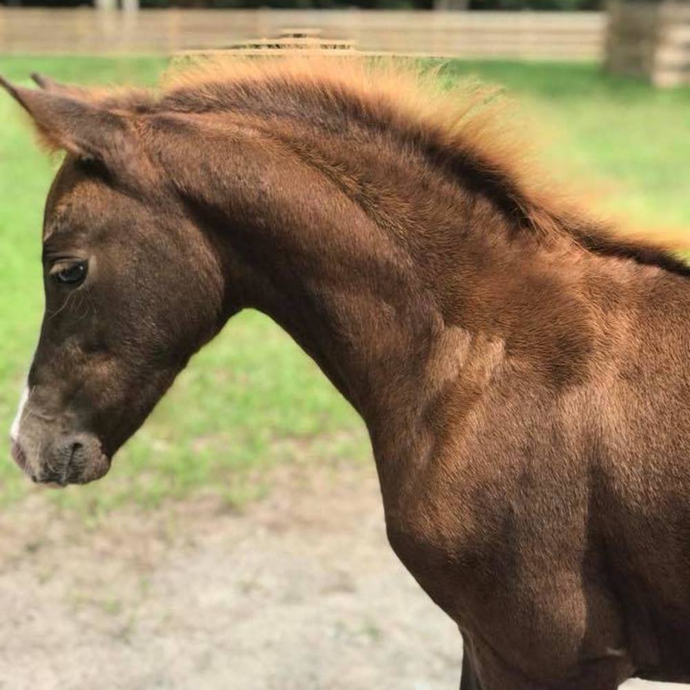 Meet your Posher, Amanda